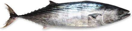 Palamut
